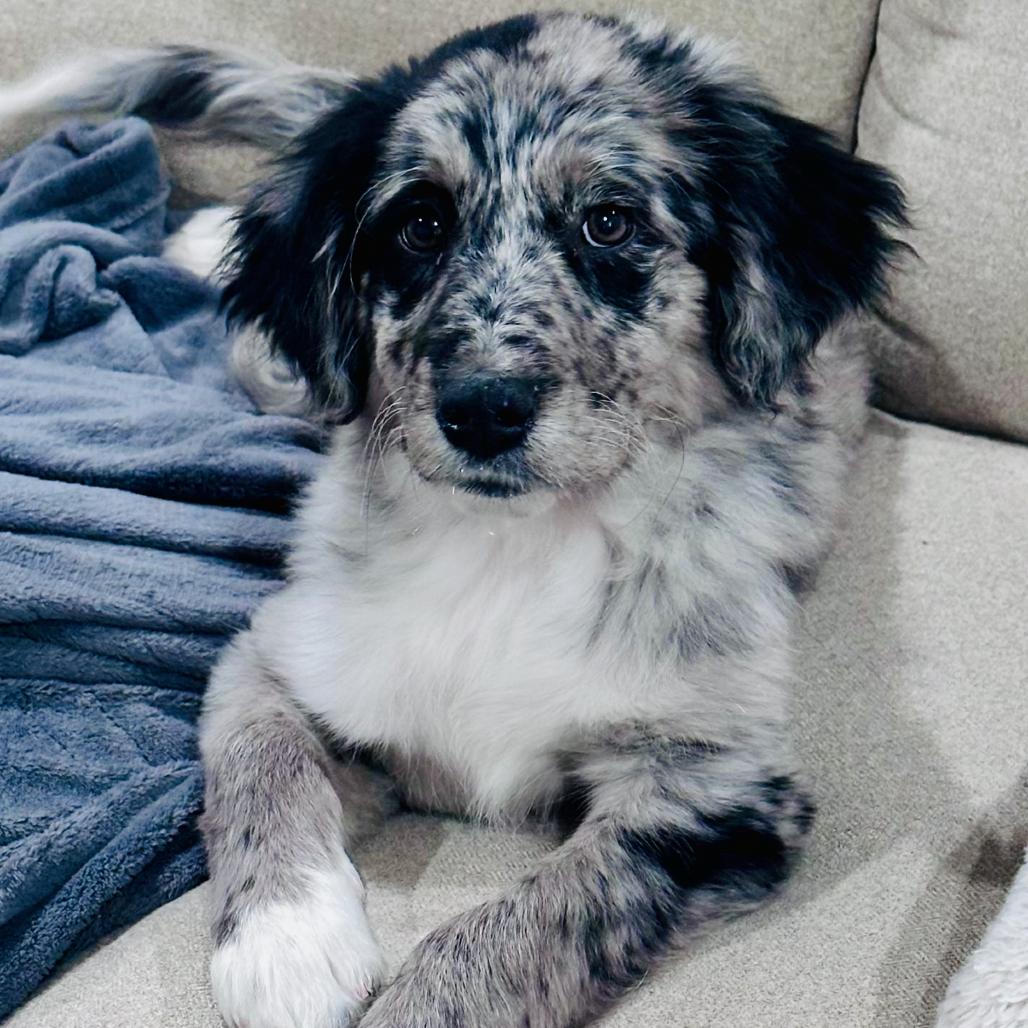 Alpine, Adoptable, Puppy Female Australian Shepherd.