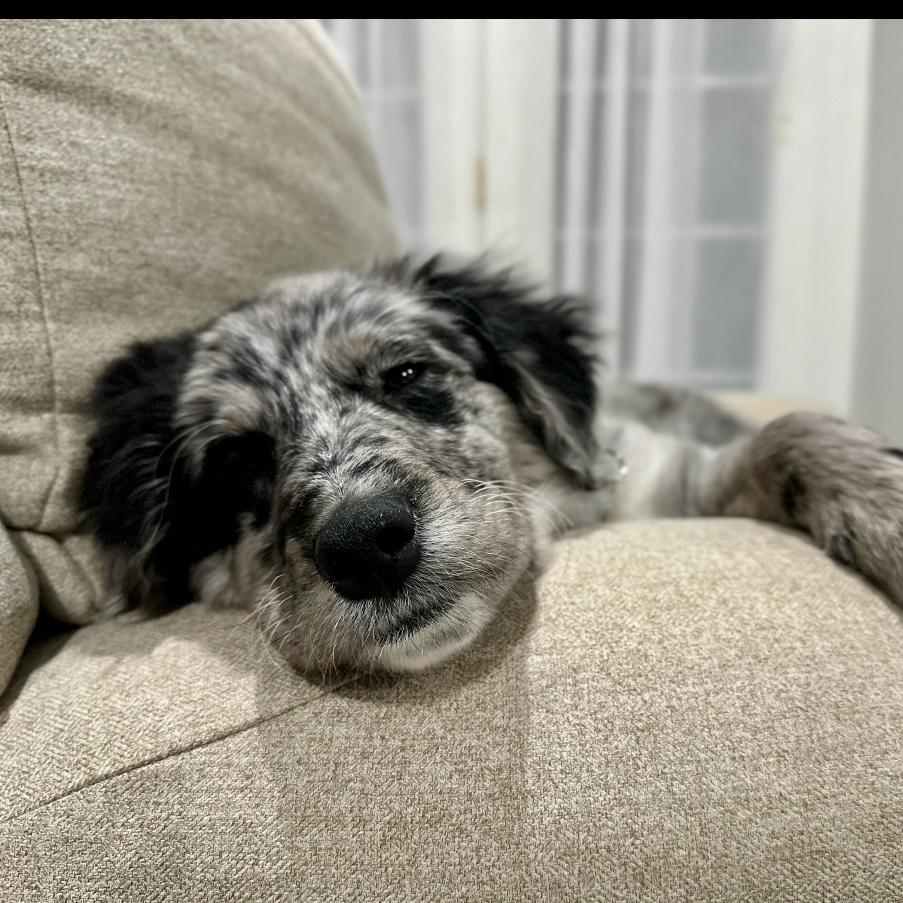 Alpine, a Adoptable Australian Shepherd in La Grange, KY image 4/5