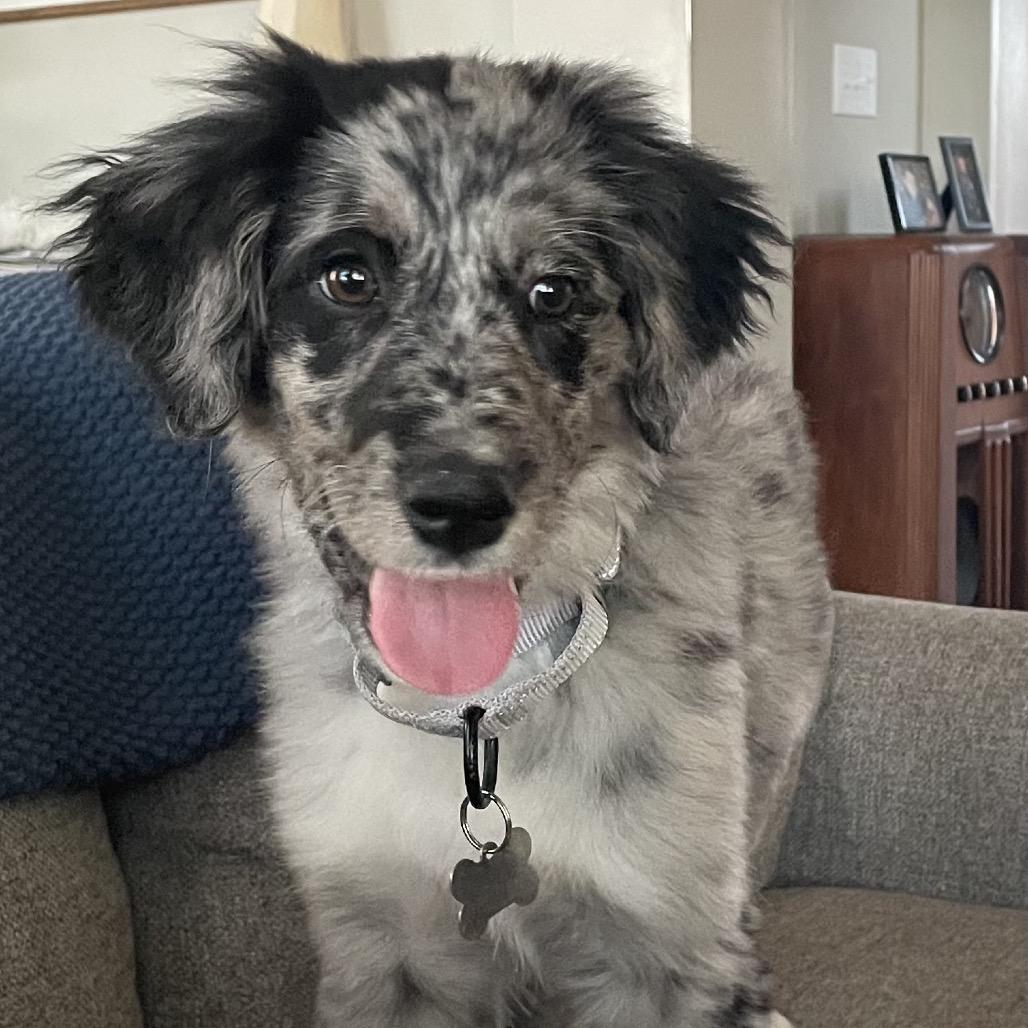Alpine, a Adoptable Australian Shepherd in La Grange, KY image 5/5