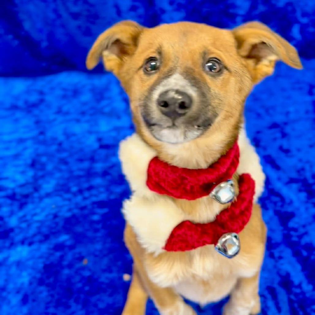 Abner, Adoptable, Puppy Male Australian Cattle Dog / Blue Heeler & Mixed Breed.
