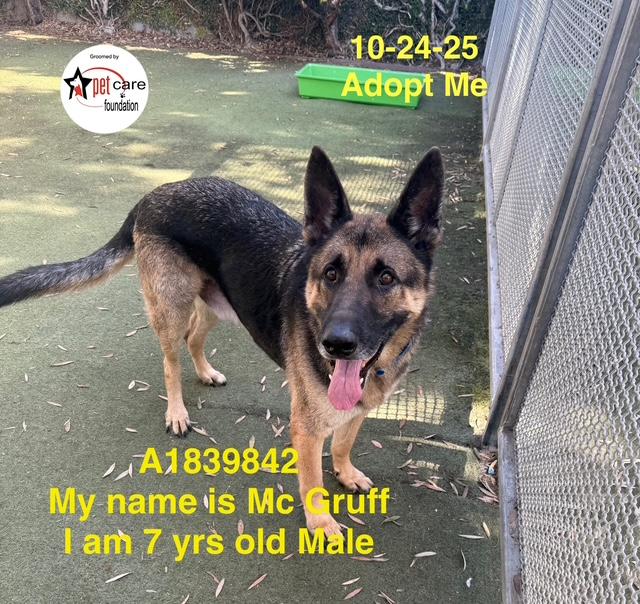 MC GRUFF, Adoptable, Adult Male Mixed Breed & German Shepherd Dog.