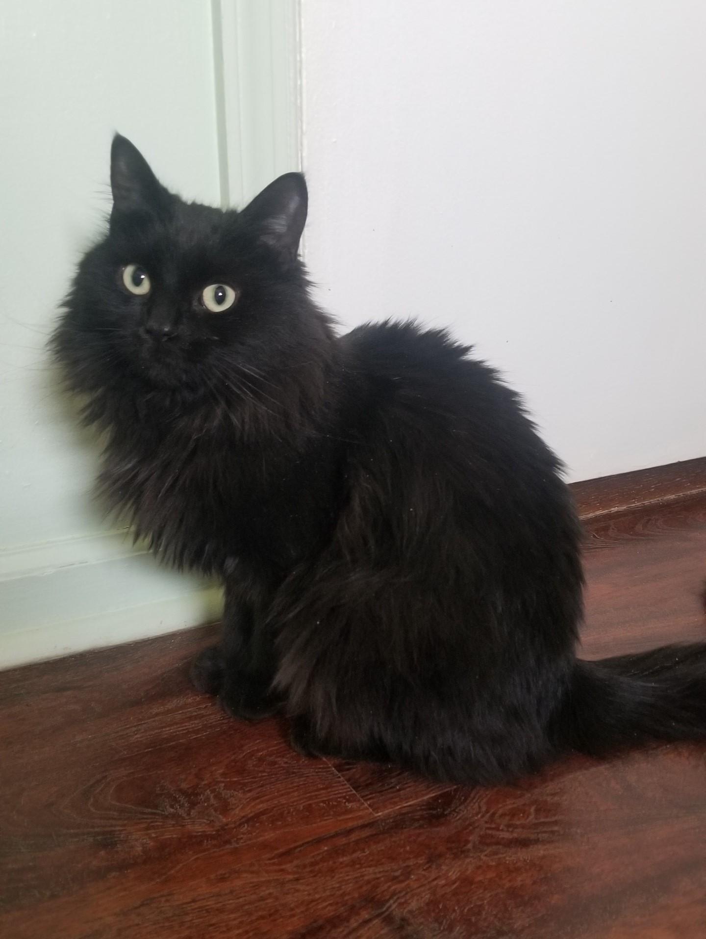 Enlarge BETTY, a ADOPTABLE mixed breed in Churchville, PA image 5/5