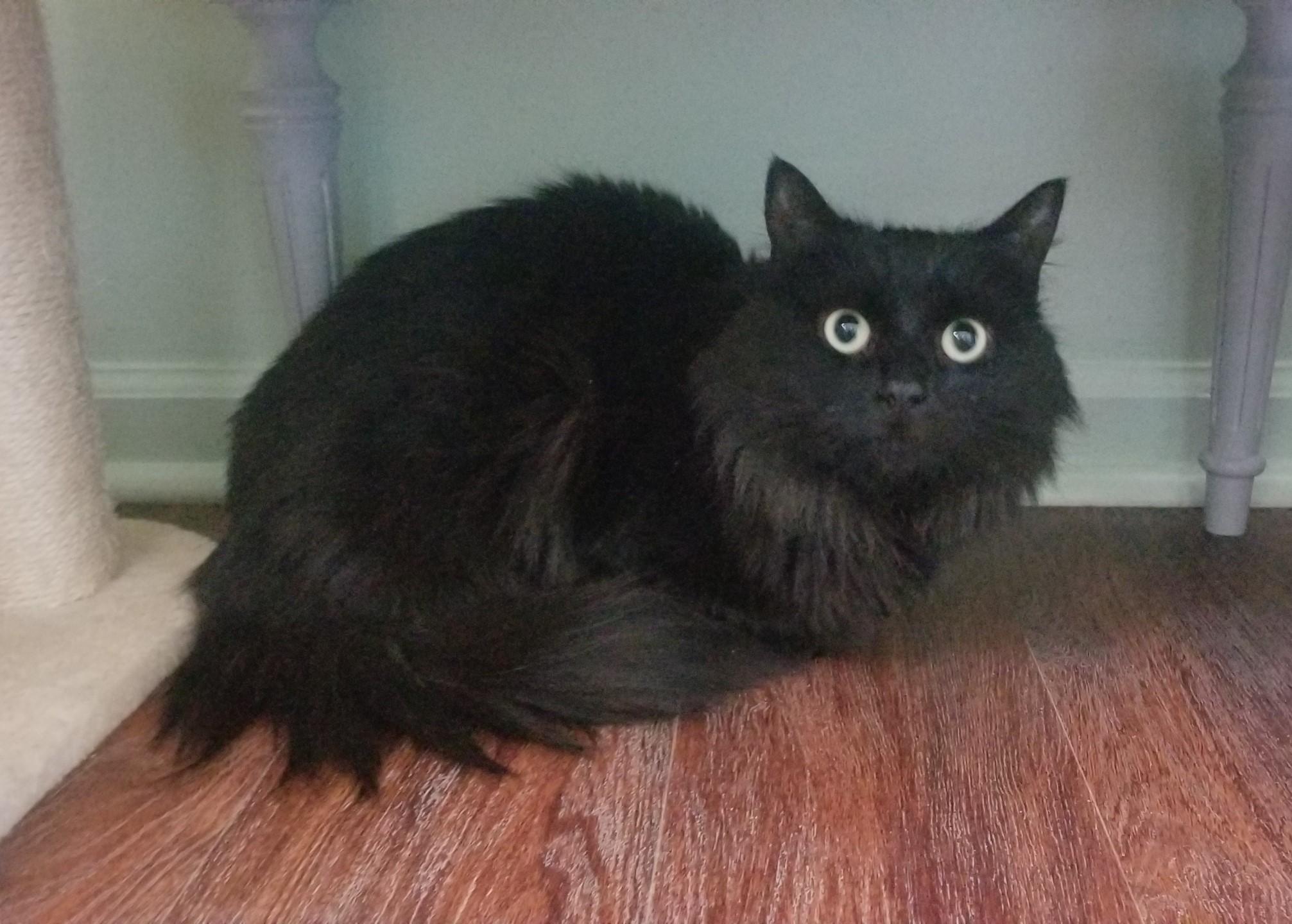 Enlarge BETTY, a ADOPTABLE mixed breed in Churchville, PA image 1/5