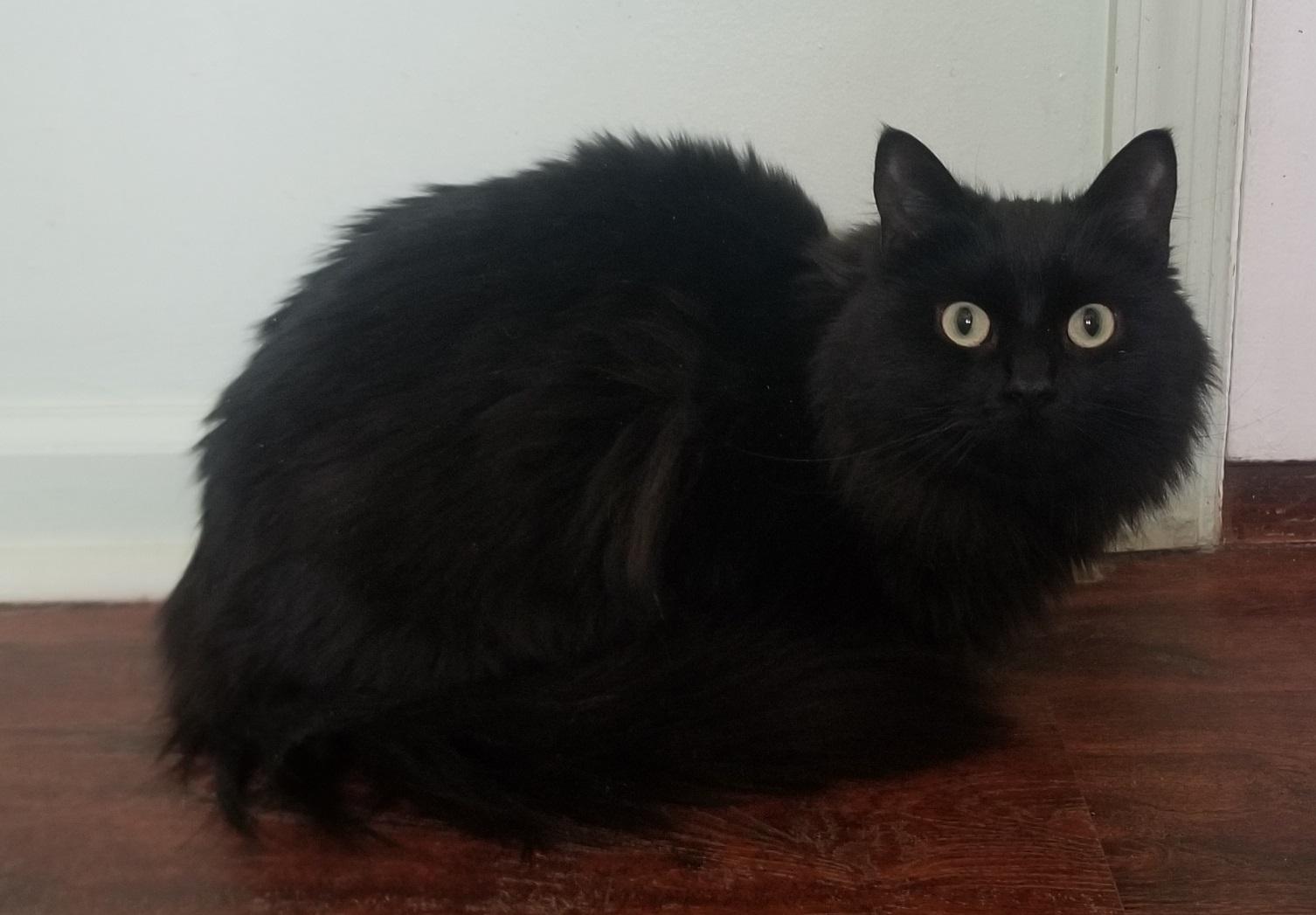 BETTY, ADOPTABLE, Young Female Maine Coon & Domestic Long Hair.