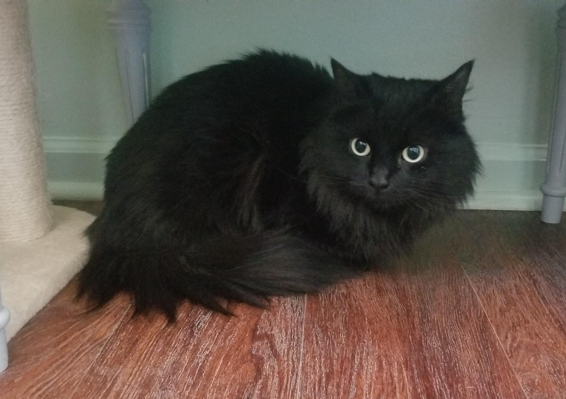 Enlarge BETTY, a ADOPTABLE mixed breed in Churchville, PA image 4/5