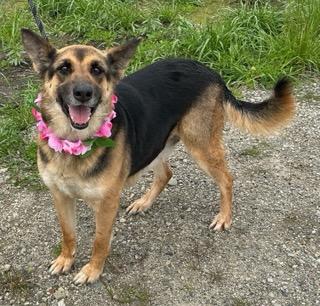 Freya, adoptable, Adult Female German Shepherd Dog.