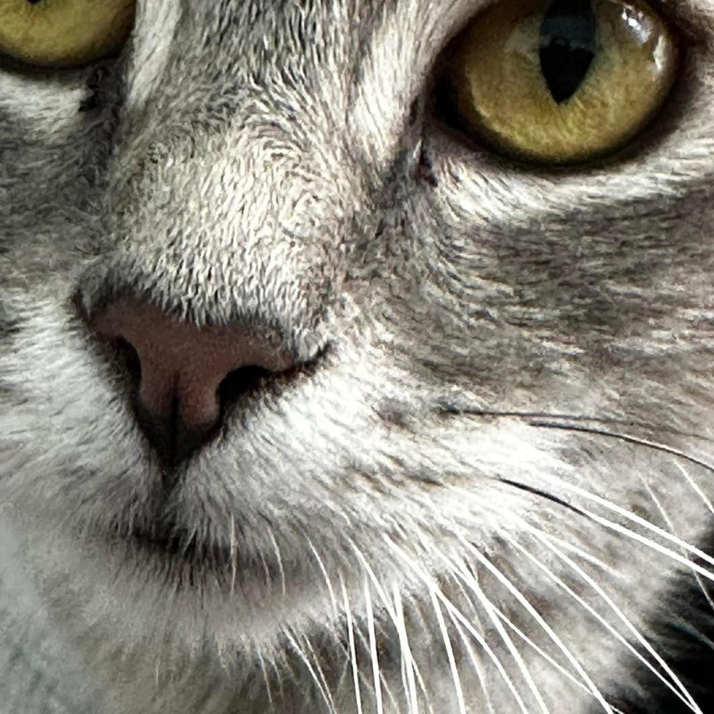 Enlarge Sweet Pea, a Adoptable American Shorthair in Reisterstown, MD image 1/1
