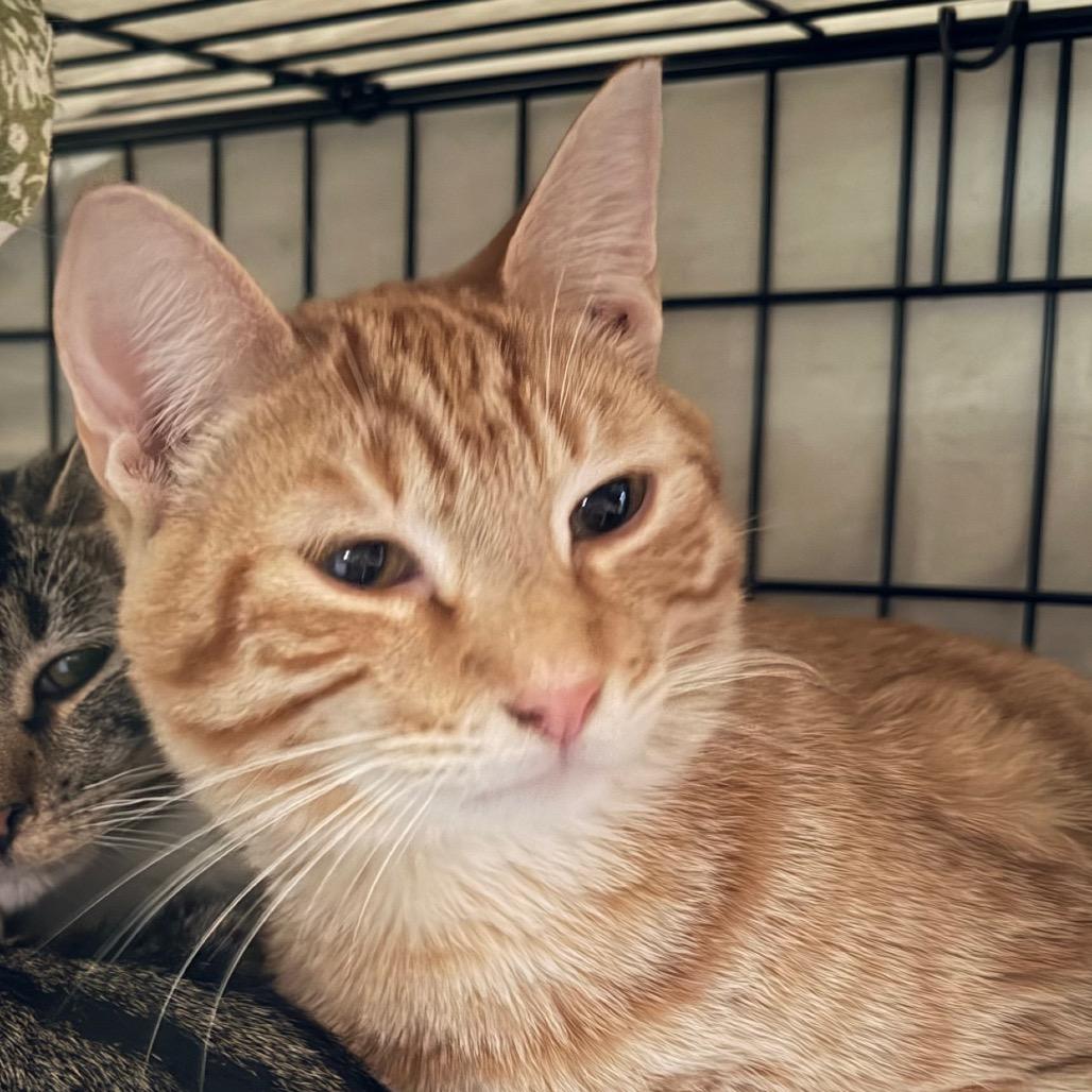 Brad, Adoptable, Young Male Domestic Short Hair.