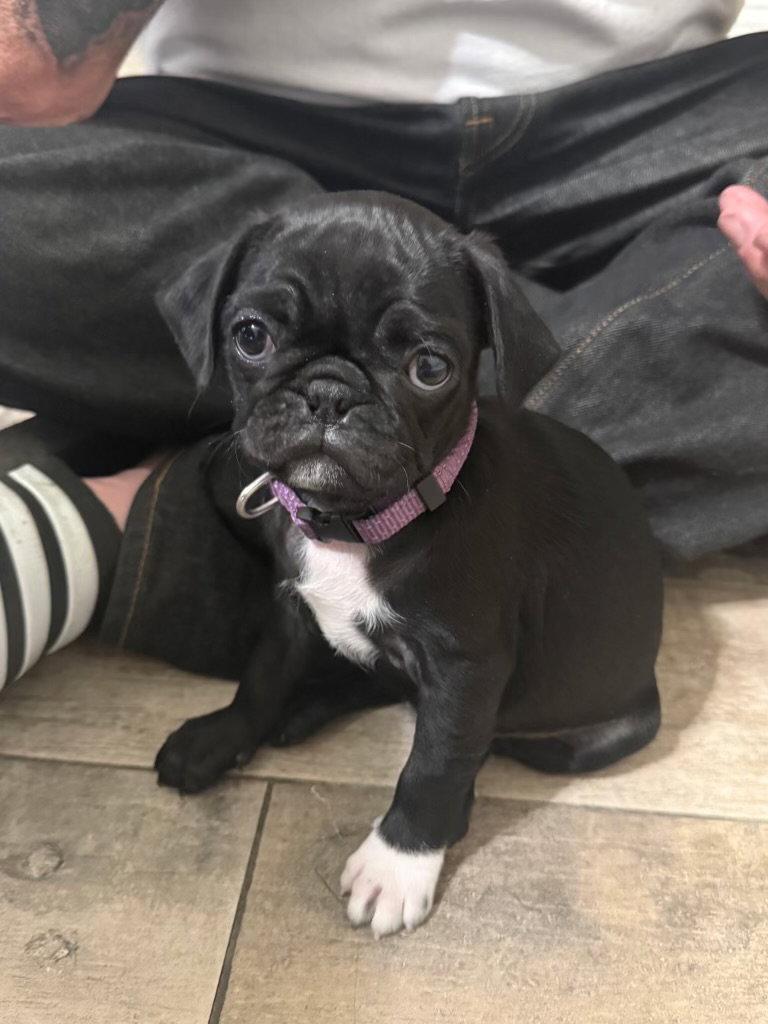 PEGGY SUE, Adoptable, Puppy Female Pug.