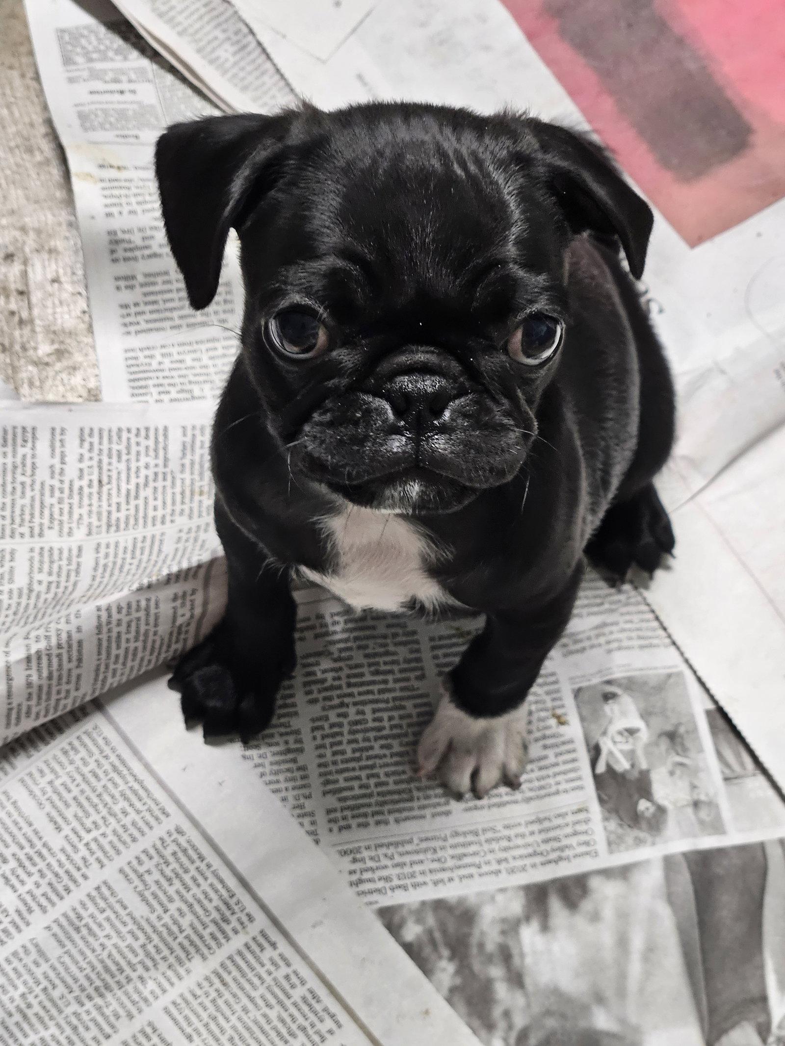Enlarge PEGGY SUE, a Adoptable Pug in Agoura Hills, CA image 2/3