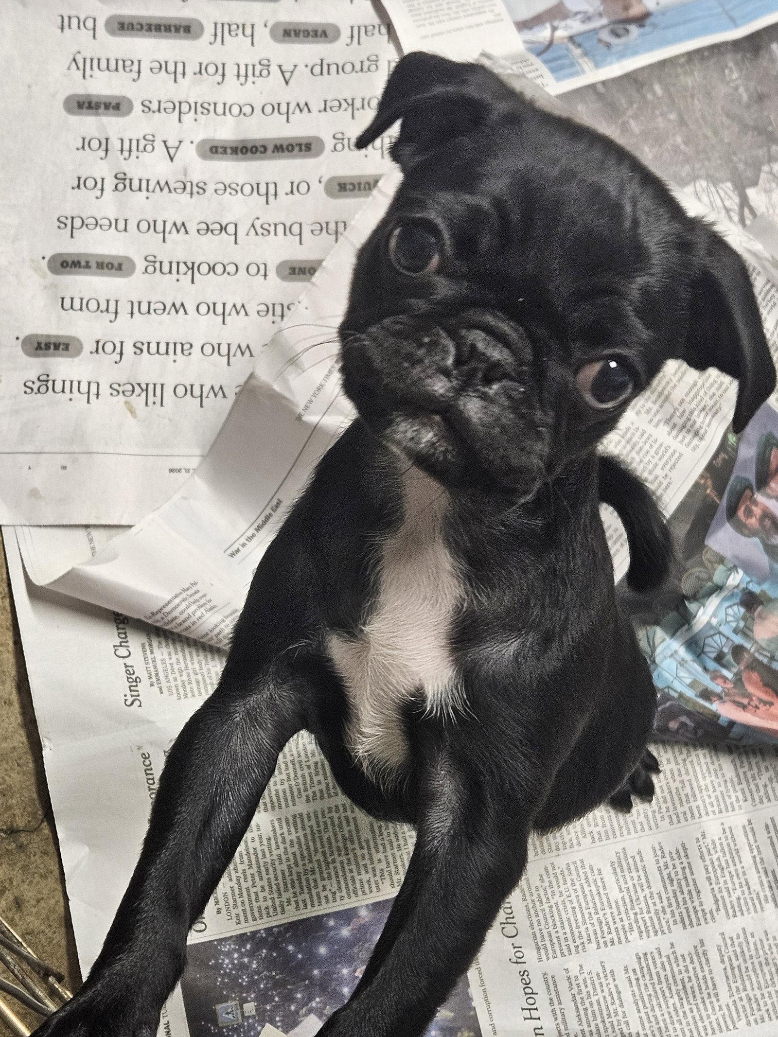 Enlarge PEGGY SUE, a Adoptable Pug in Agoura Hills, CA image 3/3