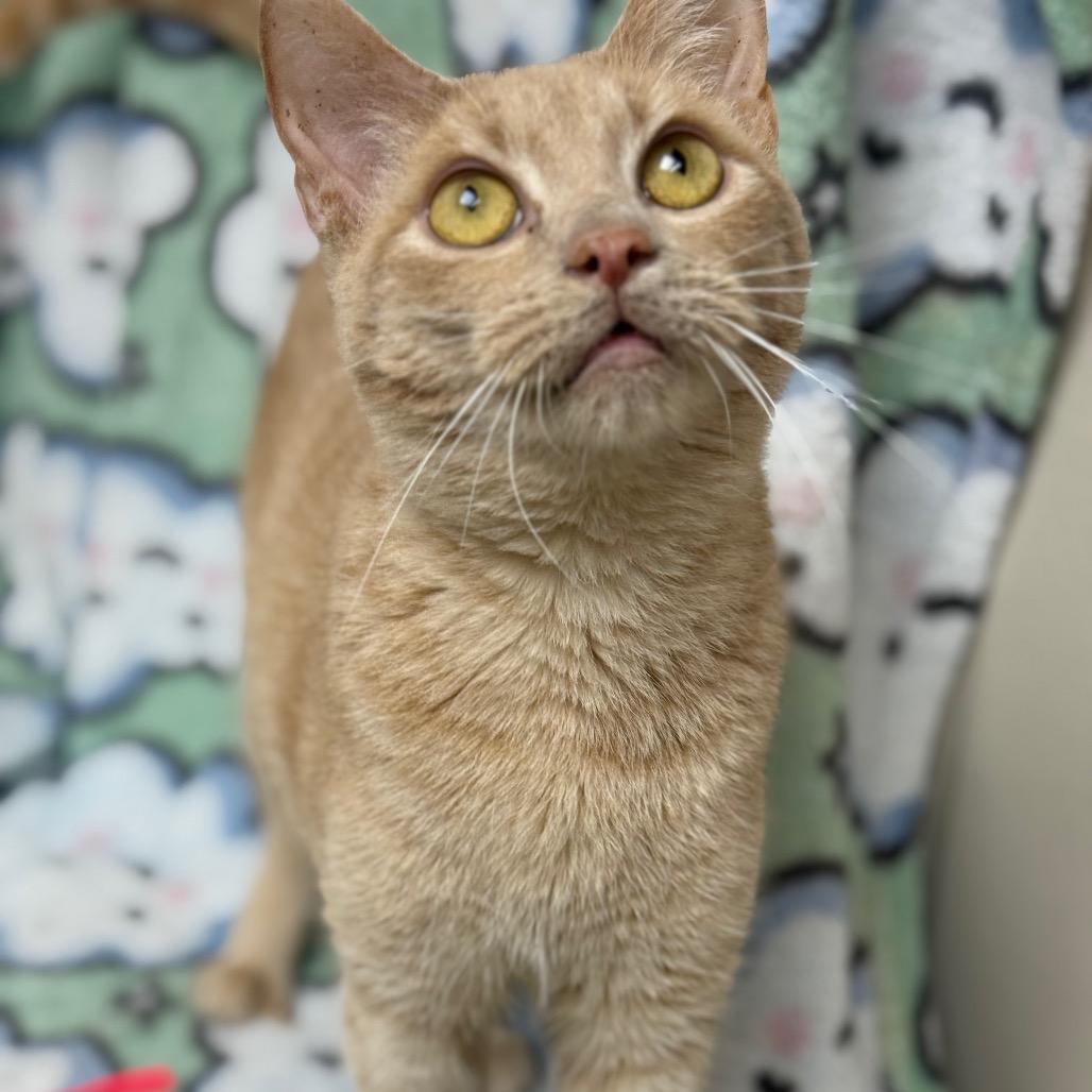 Twinkie, Adoptable, Adult Male Domestic Short Hair.