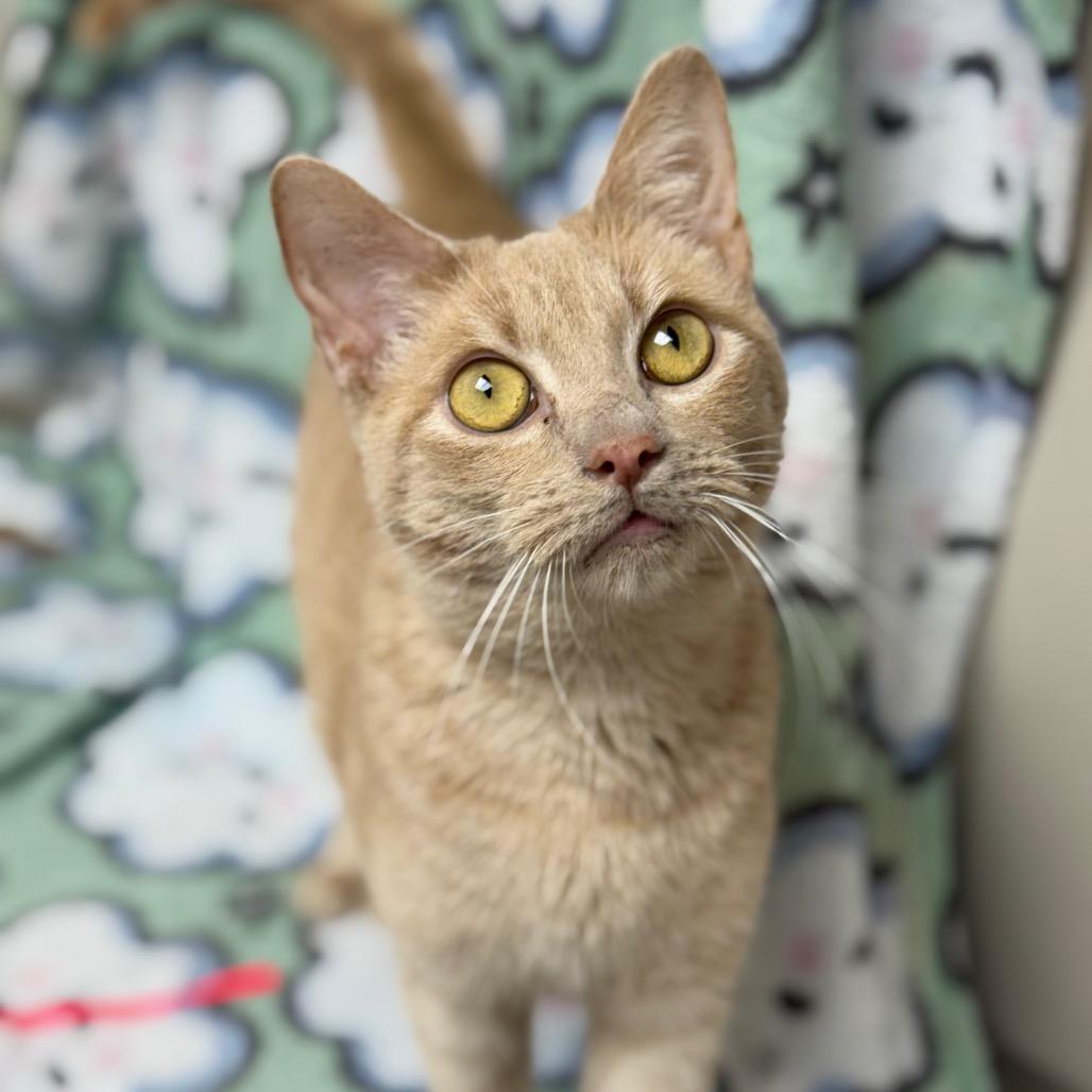 Enlarge Twinkie, a Adoptable Domestic Short Hair in Tuscaloosa, AL image 2/6