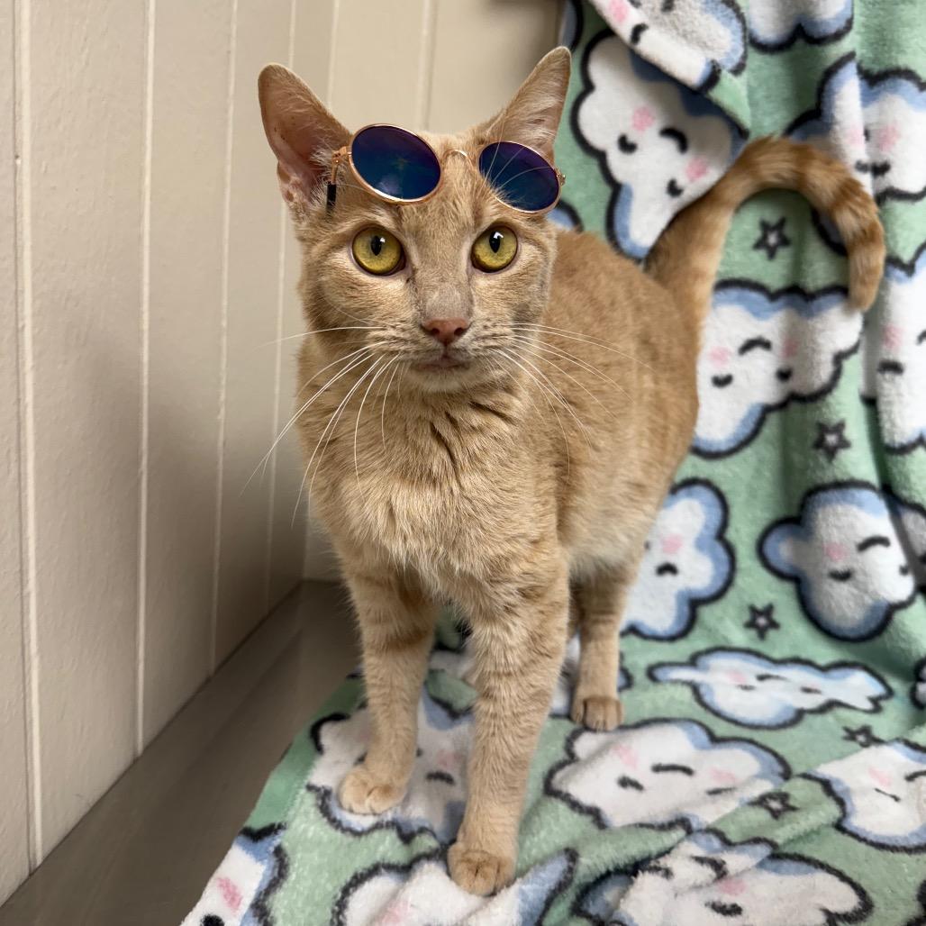 Enlarge Twinkie, a Adoptable Domestic Short Hair in Tuscaloosa, AL image 3/6