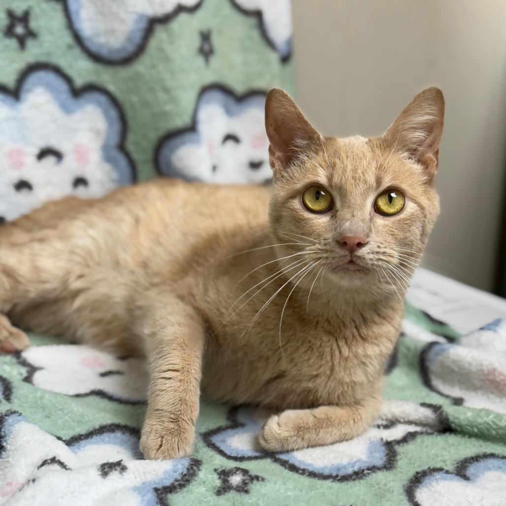 Enlarge Twinkie, a Adoptable Domestic Short Hair in Tuscaloosa, AL image 4/6