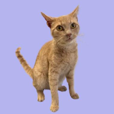 Enlarge Twinkie, a Adoptable Domestic Short Hair in Tuscaloosa, AL image 5/6