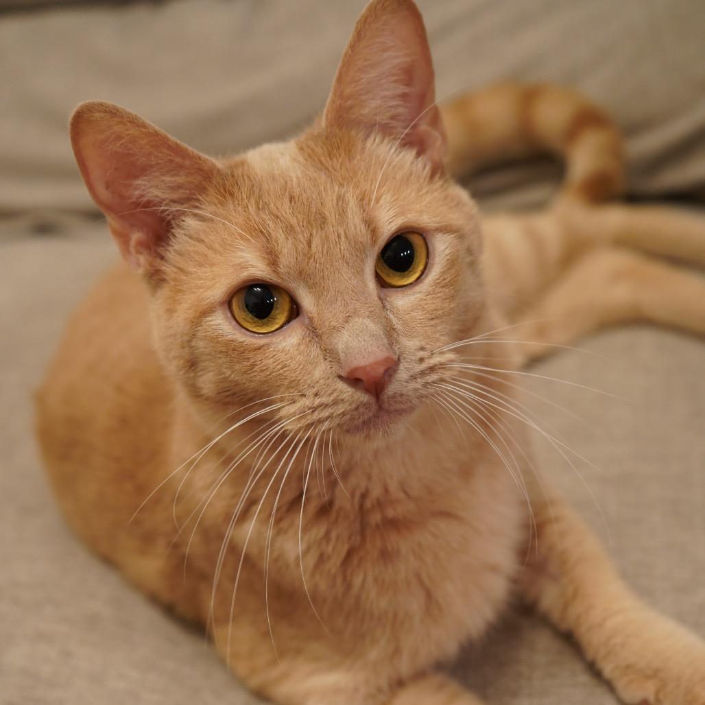 Enlarge Twinkie, a Adoptable Domestic Short Hair in Tuscaloosa, AL image 6/6