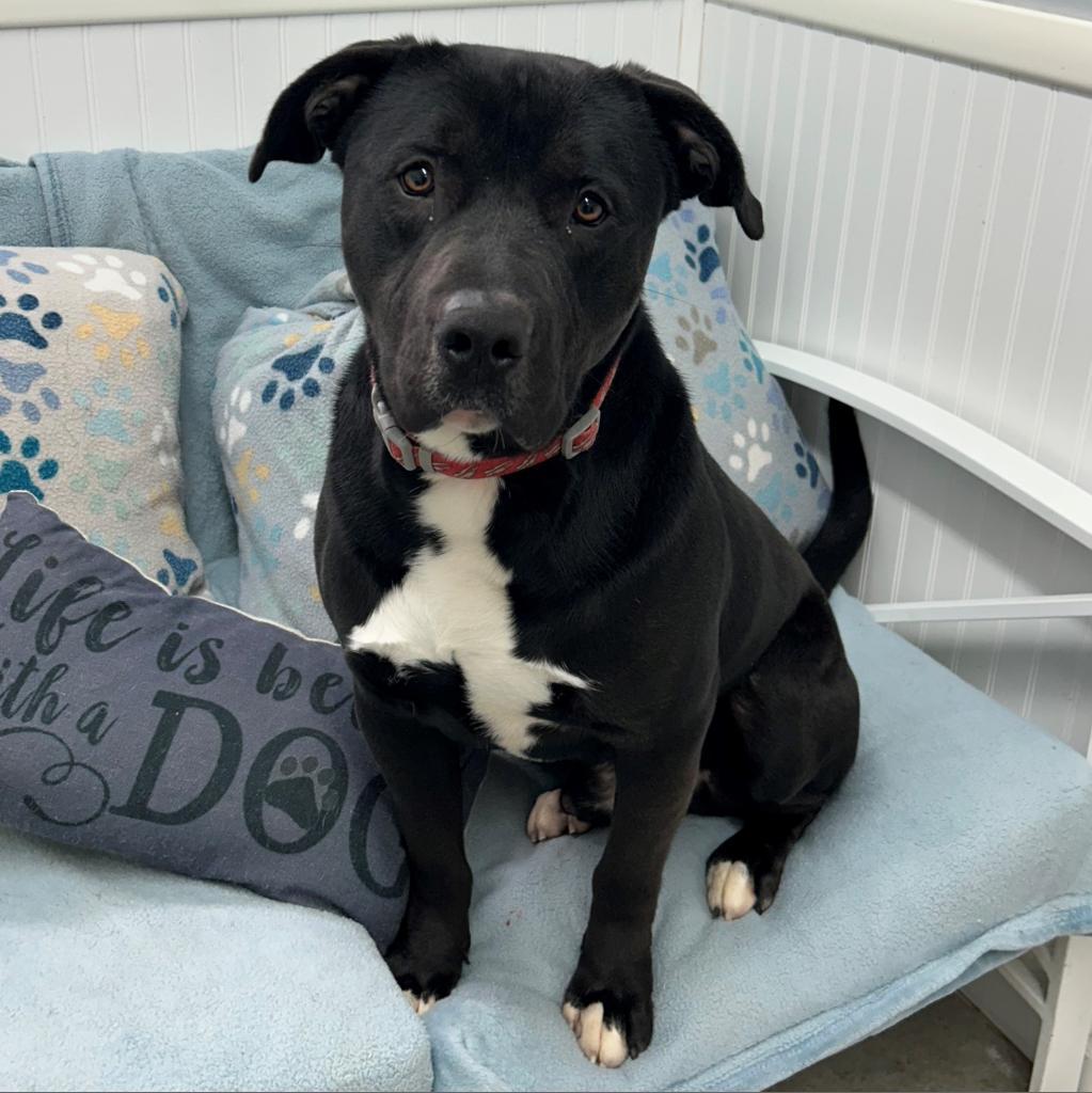 Chase, Adoptable, Adult Male Black Labrador Retriever.