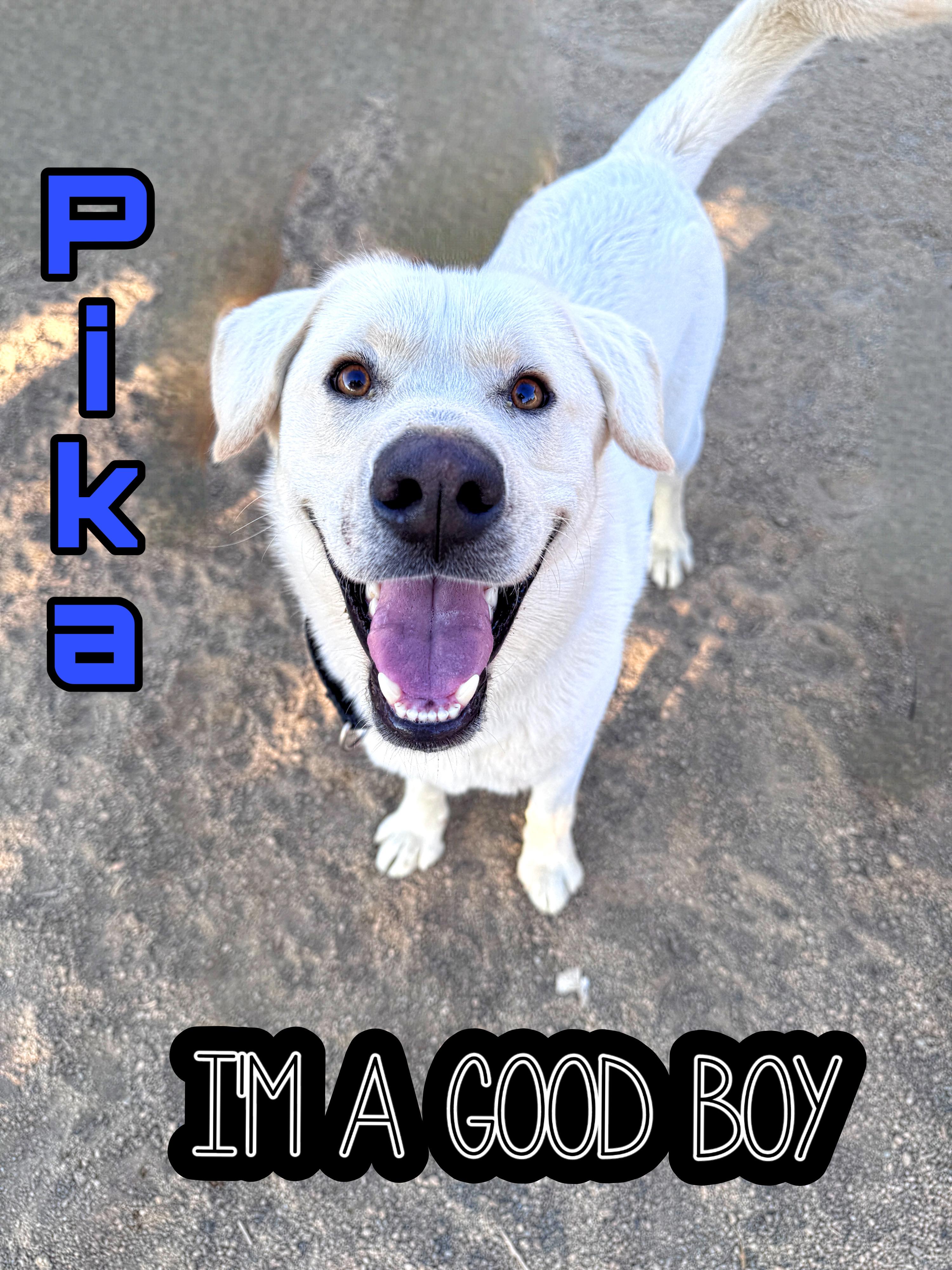 Enlarge Pika, an adopted mixed breed in Perris, CA image 2/5