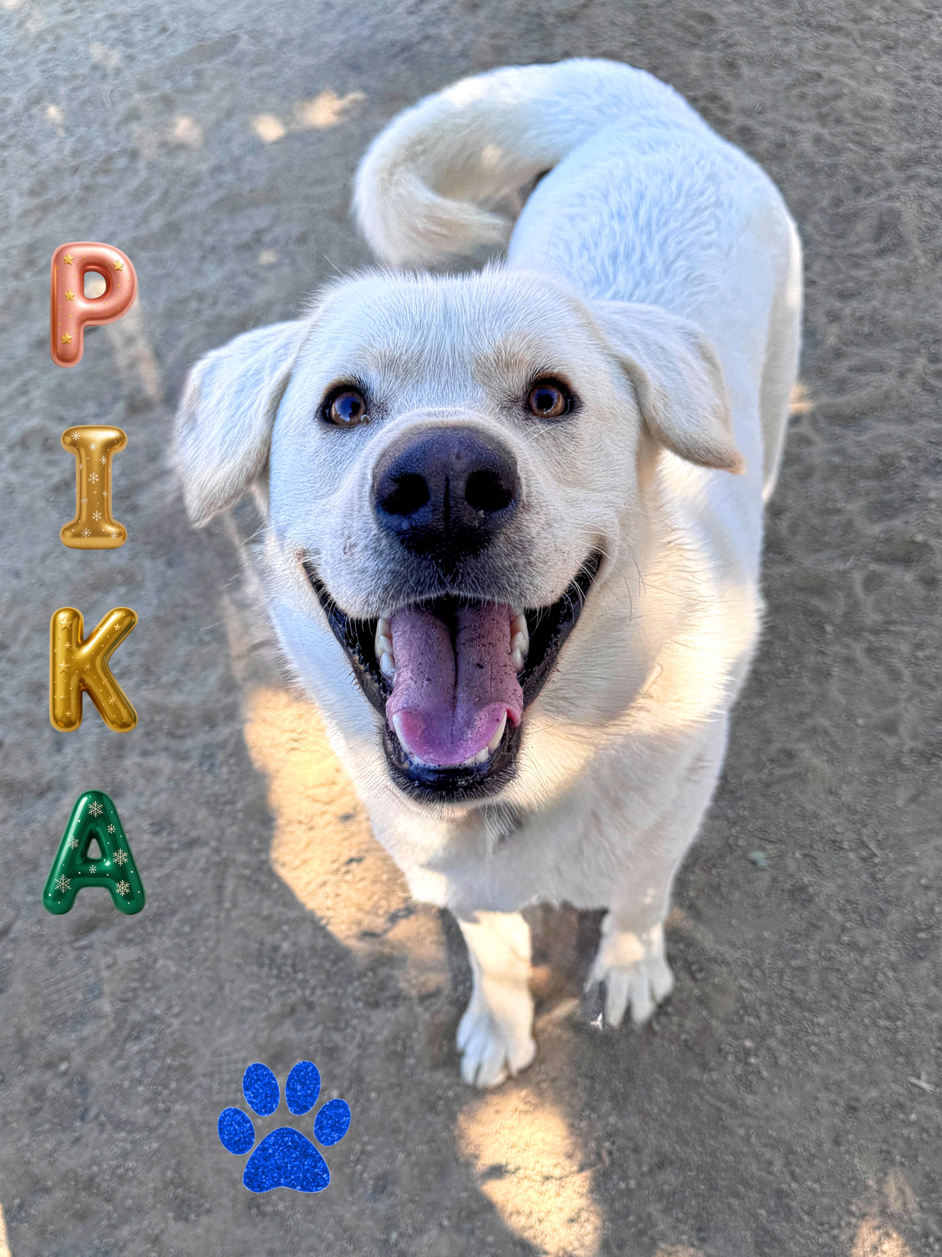 Pika, adopted, Puppy Male Labrador Retriever & Golden Retriever.