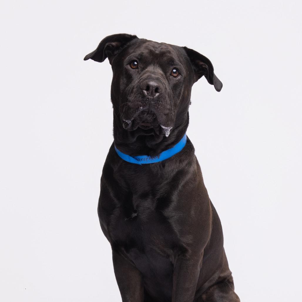 Enlarge Garrett, a Adoptable Mixed Breed in Tampa, FL image 1/2