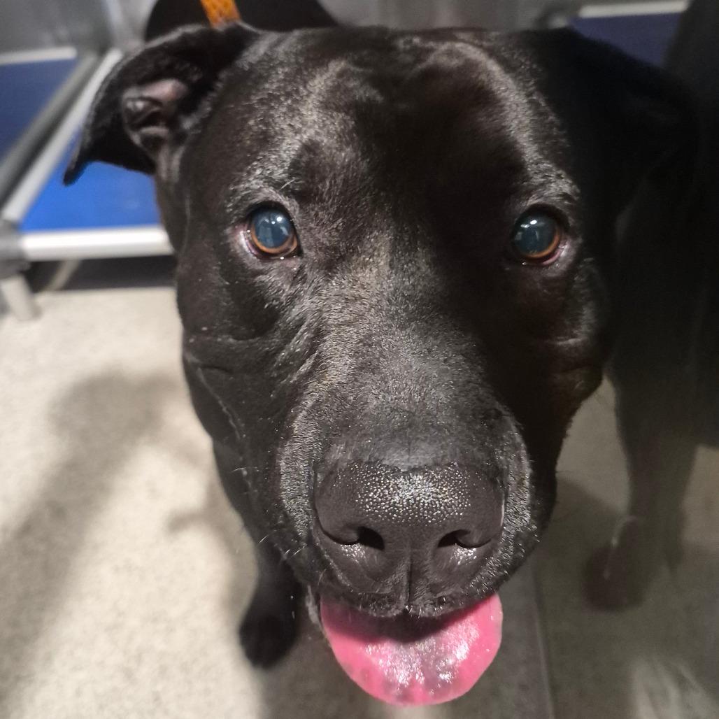 Enlarge Garrett, a Adoptable Mixed Breed in Tampa, FL image 2/2