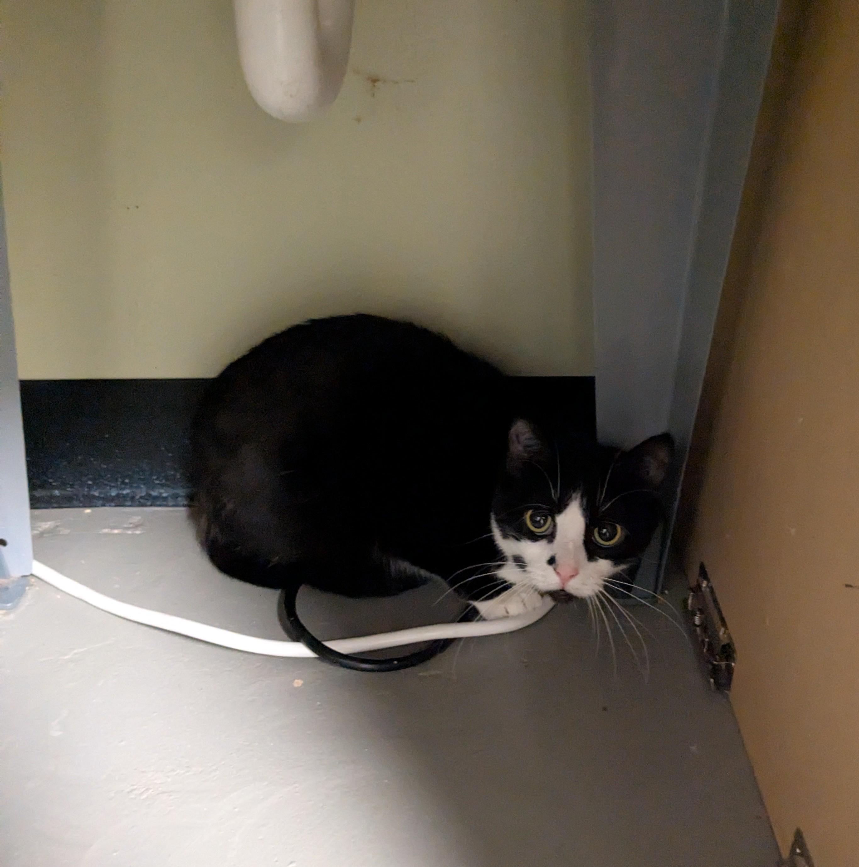 Early Bird, Adoptable, Adult Female Domestic Short Hair.