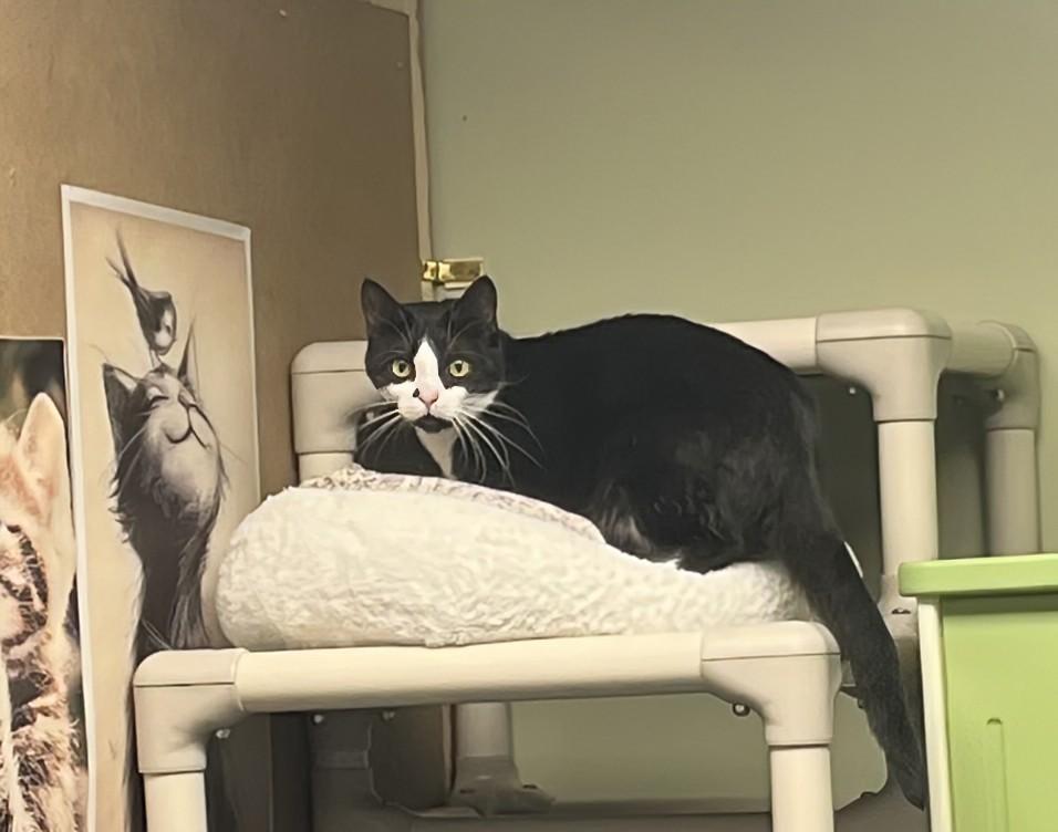 Enlarge Early Bird, a Adoptable Domestic Short Hair in Burlington, VT image 2/4