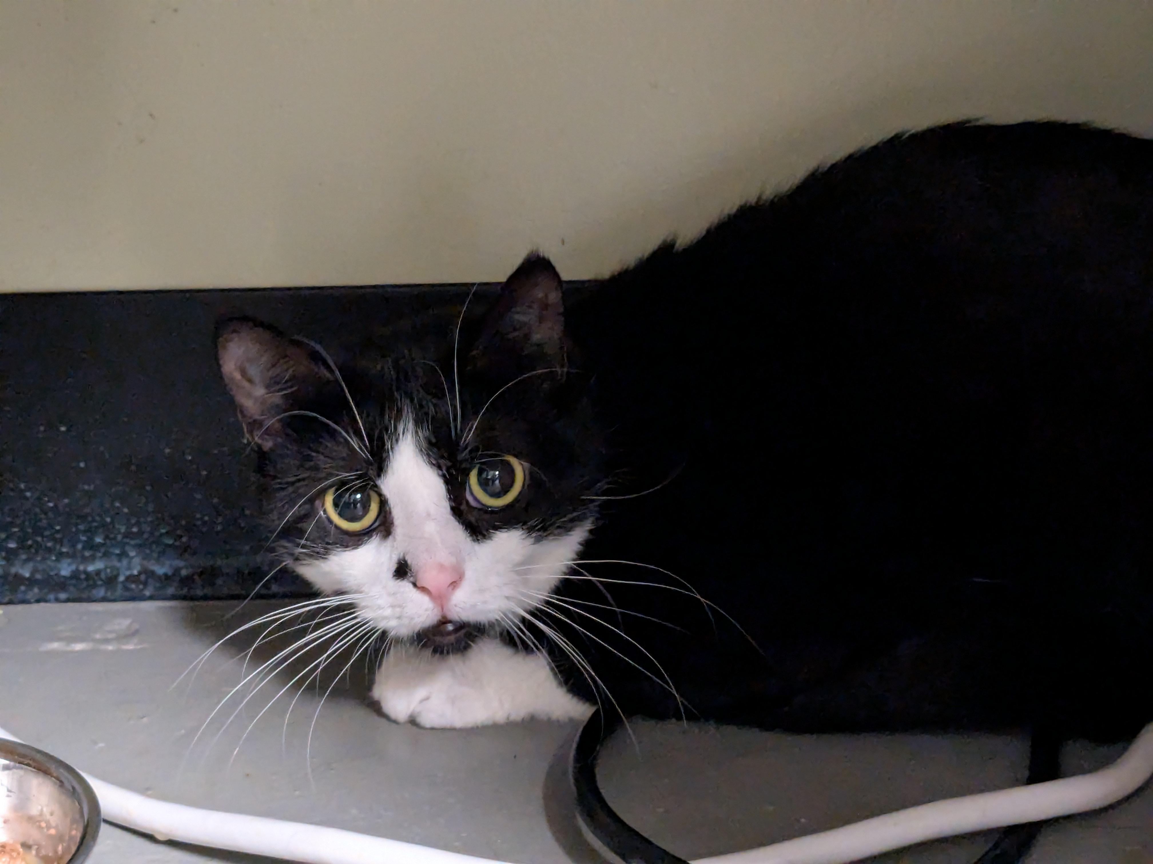 Enlarge Early Bird, a Adoptable Domestic Short Hair in Burlington, VT image 3/4