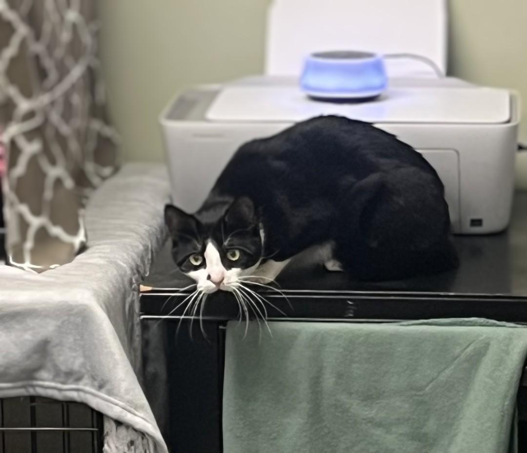 Enlarge Early Bird, a Adoptable Domestic Short Hair in Burlington, VT image 4/4