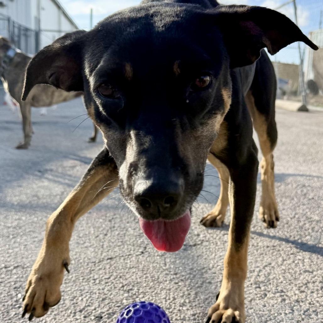 Enlarge Ellie, a Adoptable mixed breed in Deerfield, IL image 1/6