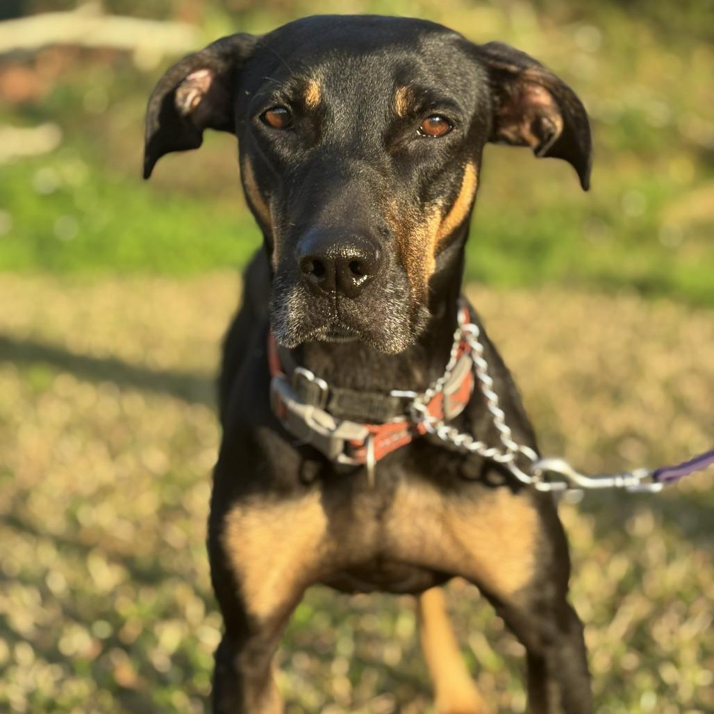 Enlarge Ellie, a Adoptable mixed breed in Deerfield, IL image 2/6