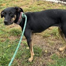 Enlarge Ellie, a Adoptable mixed breed in Deerfield, IL image 3/6