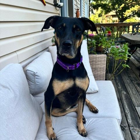 Enlarge Ellie, a Adoptable mixed breed in Deerfield, IL image 4/6