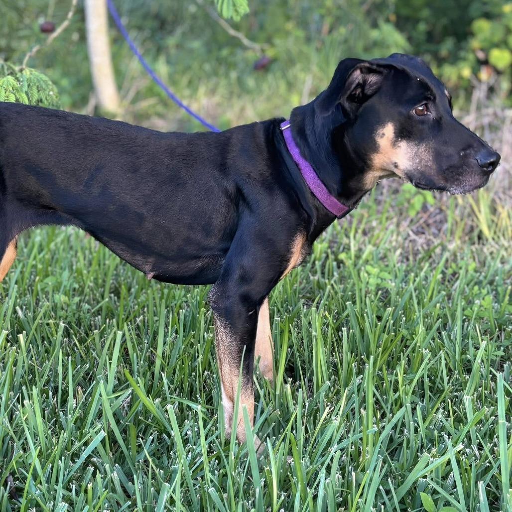Enlarge Ellie, a Adoptable mixed breed in Deerfield, IL image 5/6