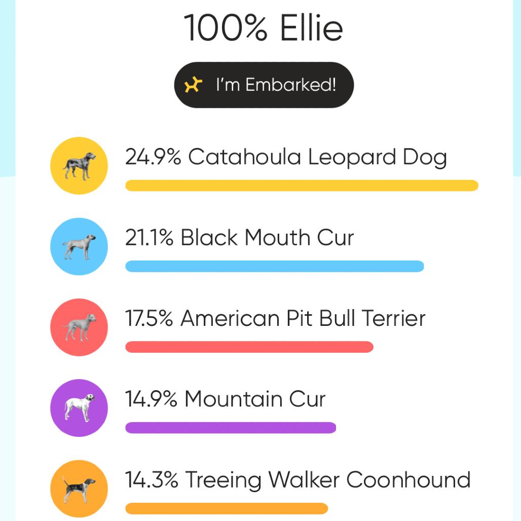 Enlarge Ellie, a Adoptable mixed breed in Deerfield, IL image 6/6