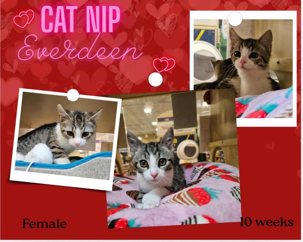 Enlarge Catnip Everdeen, a Adoptable mixed breed in Blountville, TN image 1/1