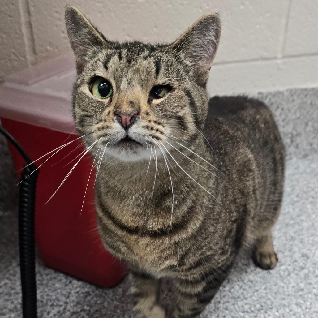 Sloth, Adoptable, Adult Female Domestic Short Hair.