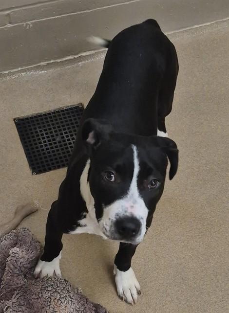 MUDSLIDE, Adoptable, Puppy Male Pit Bull Terrier.