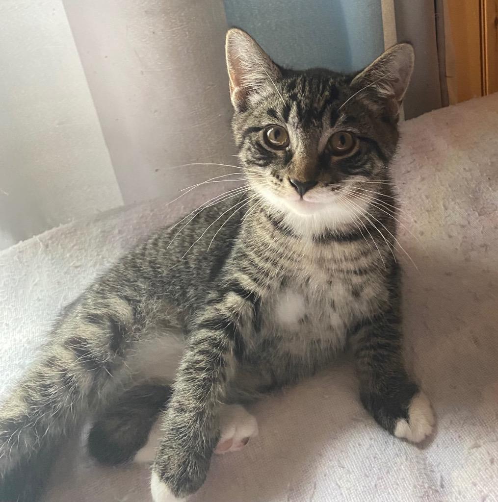 Shade, Adoptable, Kitten Male Domestic Short Hair.