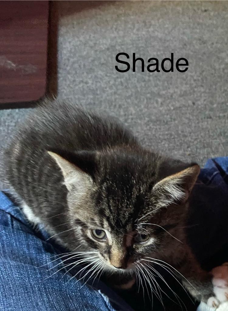 Enlarge Shade, a Adoptable mixed breed in Brainardsville, NY image 2/2