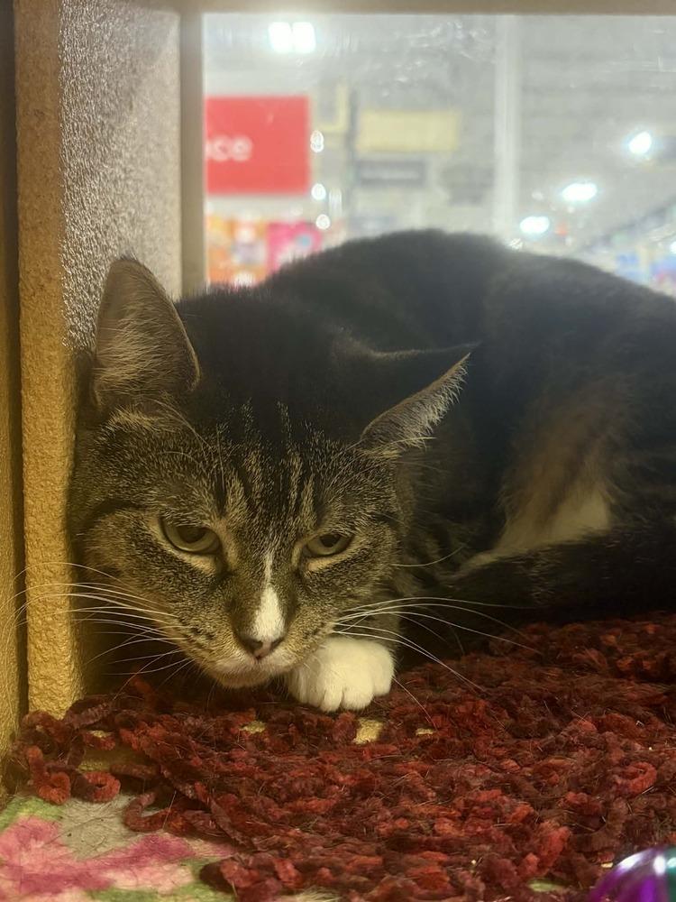 Mama Wren, a Adoptable Domestic Short Hair in Virginia Beach, VA image 1/4