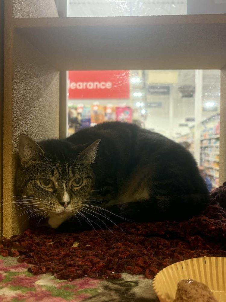 Mama Wren, a Adoptable Domestic Short Hair in Virginia Beach, VA image 2/4