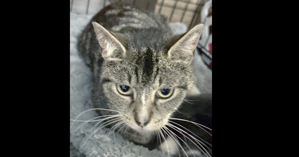 Mama Wren, a Adoptable Domestic Short Hair in Virginia Beach, VA image 3/4