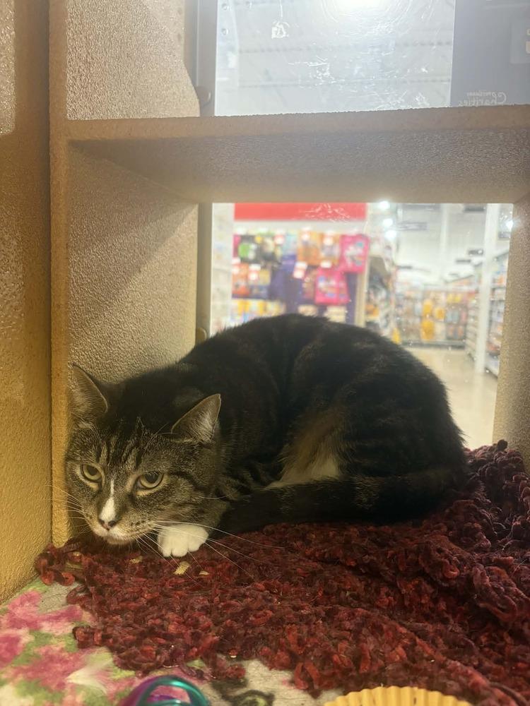 Mama Wren, a Adoptable Domestic Short Hair in Virginia Beach, VA image 4/4