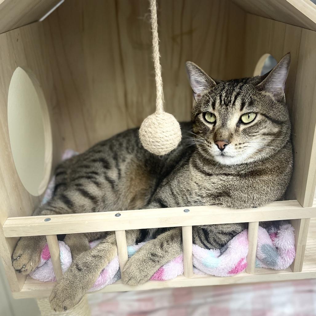 Festus, Adoptable, Adult Male Domestic Short Hair.