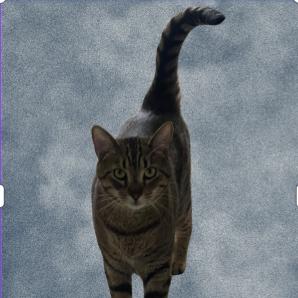 Festus, Adoptable, Adult Male Domestic Short Hair.