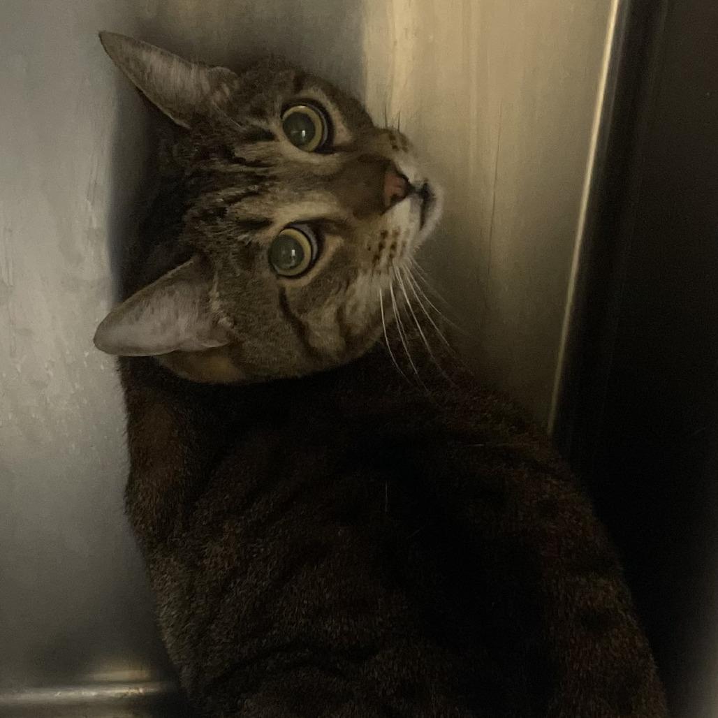 Festus, a Adoptable Domestic Short Hair in Donalsonville, GA image 2/2