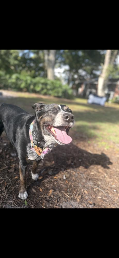 Enlarge Sadie, a Adoptable mixed breed in Orlando, FL image 1/4