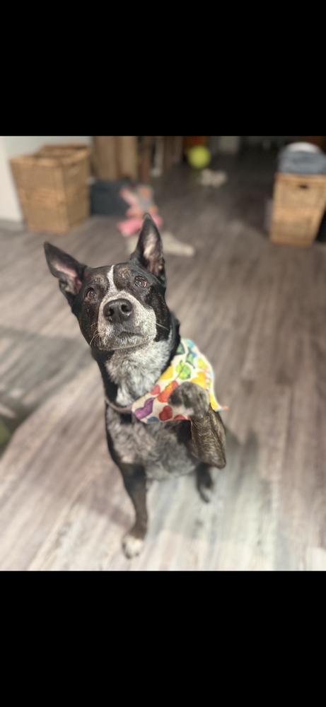 Enlarge Sadie, a Adoptable mixed breed in Orlando, FL image 2/4